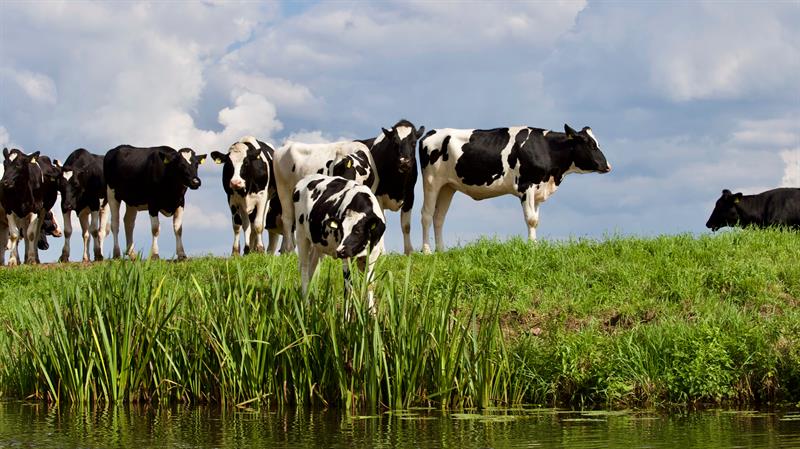 Evenwichtsbemesting fosfaat en stikstof met de KringloopWijzer