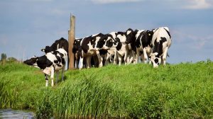 Uitdagingen in de kringlooplandbouw