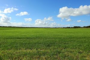 Melkveehouders doen het met gras