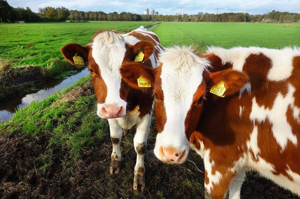 Bescheiden groei rundveestapel