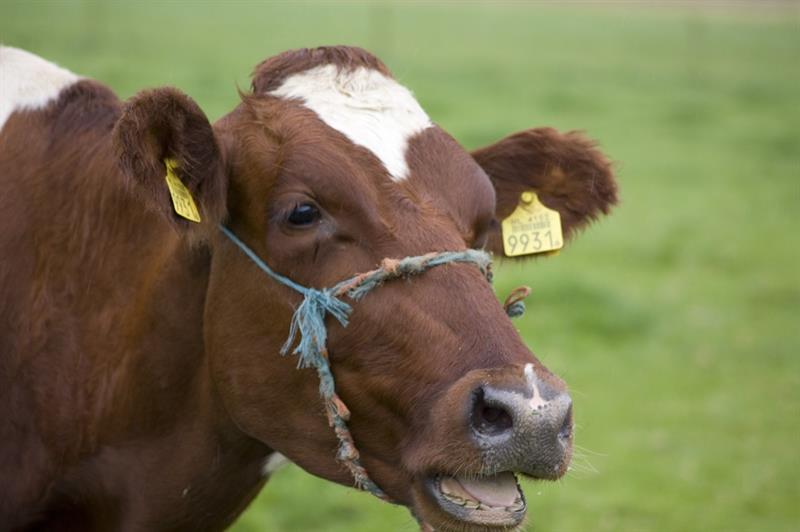 Interventiebeleid NVWA herzien voor dierenwelzijn, diergeneesmiddelen en I&R