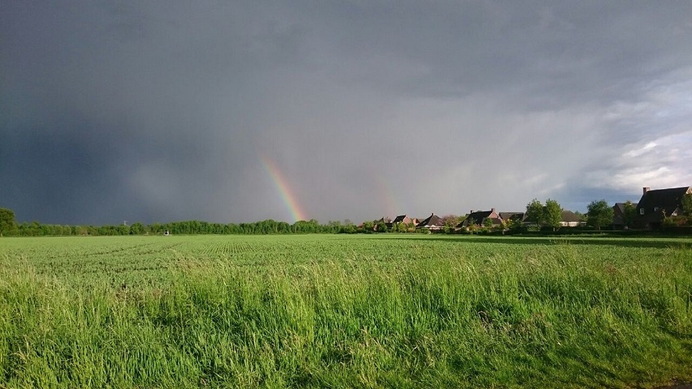 Effect van bedrijfsspecifiek bepalen stikstof in bodem, gewas en milieu