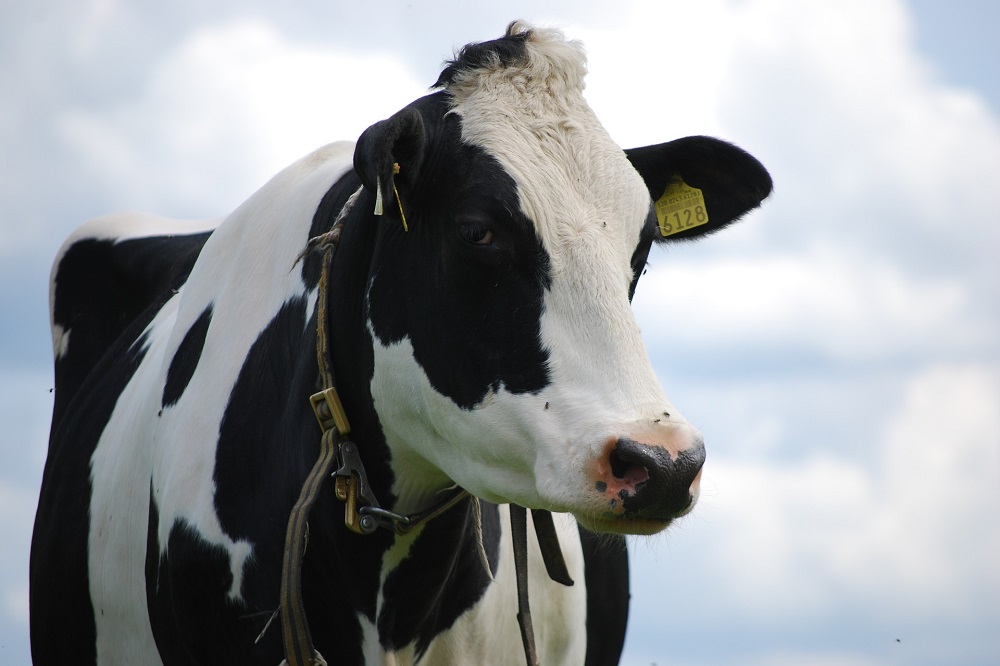 Hoewel de agrarische sector dit jaar met een geschatte productiekrimp van 3% de gevolgen van de coronacrisis aan den lijve ondervindt, zijn boeren bezorgder over de onzekerheid rondom het stikstofbeleid. Zo willen vooral veehouders overstappen naar een nieuw verdienmodel, want in Nederland zijn de grenzen van de groei bereikt.