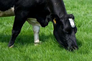 Variabel gras bemesten met sensoren