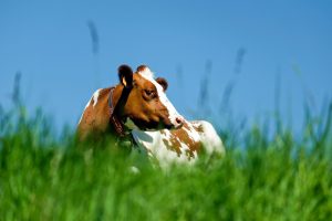 De levensduur van de melkkoe heeft de veehouder zelf in de hand