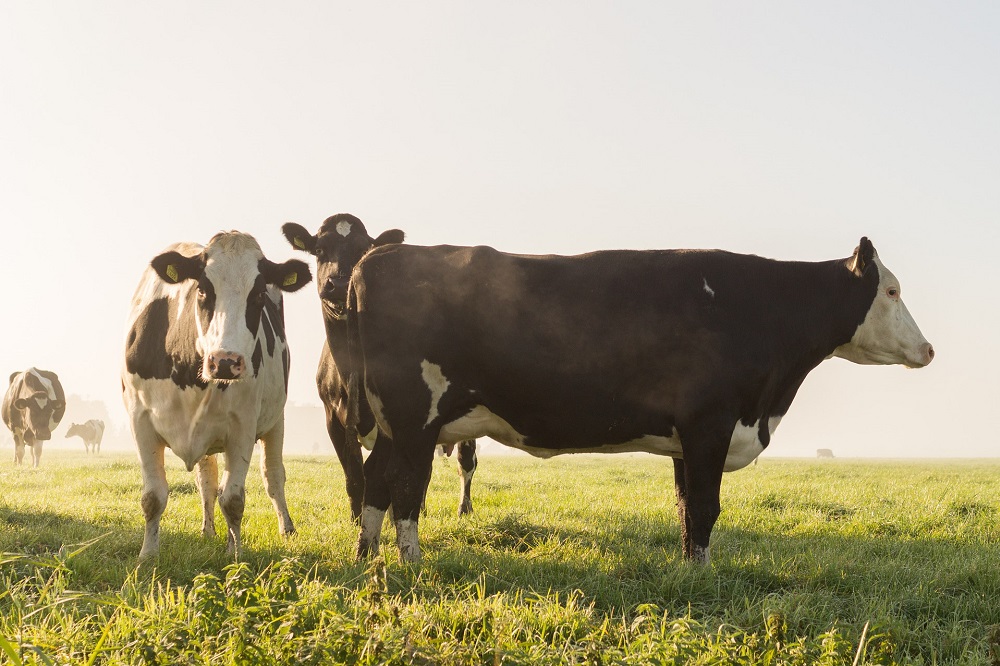 Verder aan de slag met verduurzaming veehouderij