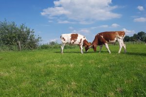 Jonge boeren aan de slag met eiwitbenutting