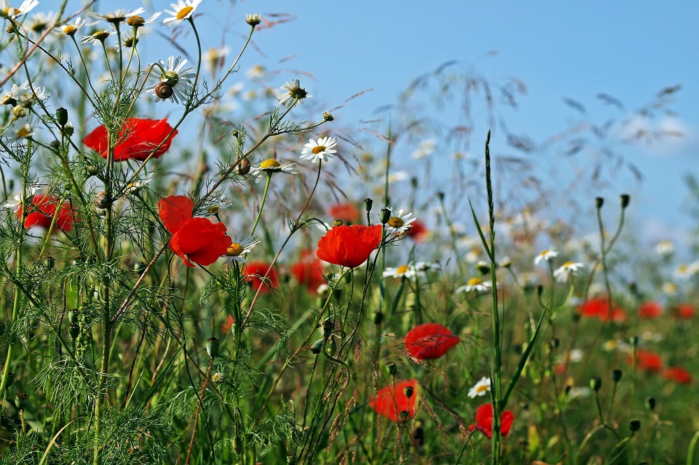 Biodiversiteit is belangrijk voor een gezond ecosysteem. Daarom heeft het ook een belangrijke rol binnen de principes van kringlooplandbouw.