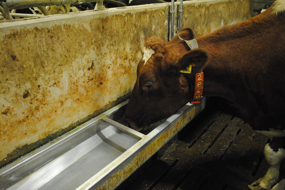 Melkveehouder laat kansen liggen in de drinkbak