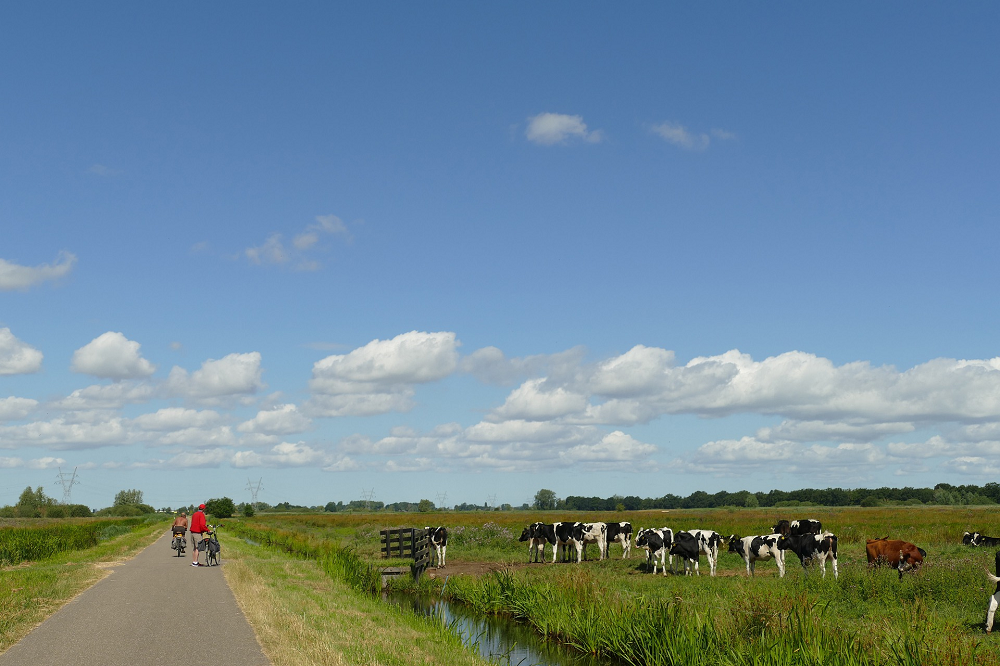 Voerproef kruidenrijk gras met hoge aandelen smalle weegbree gestart