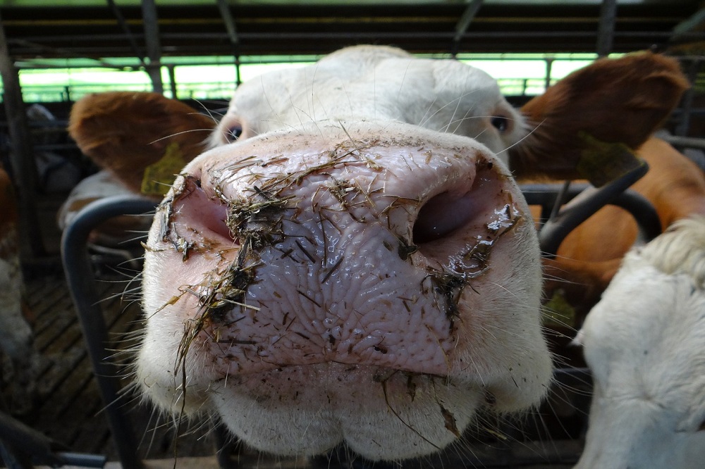 aanbindstal melkveehouderij