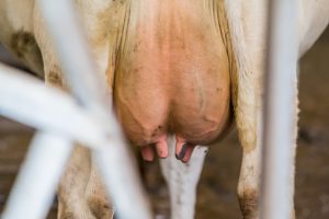 Uiergezondheid mastitis