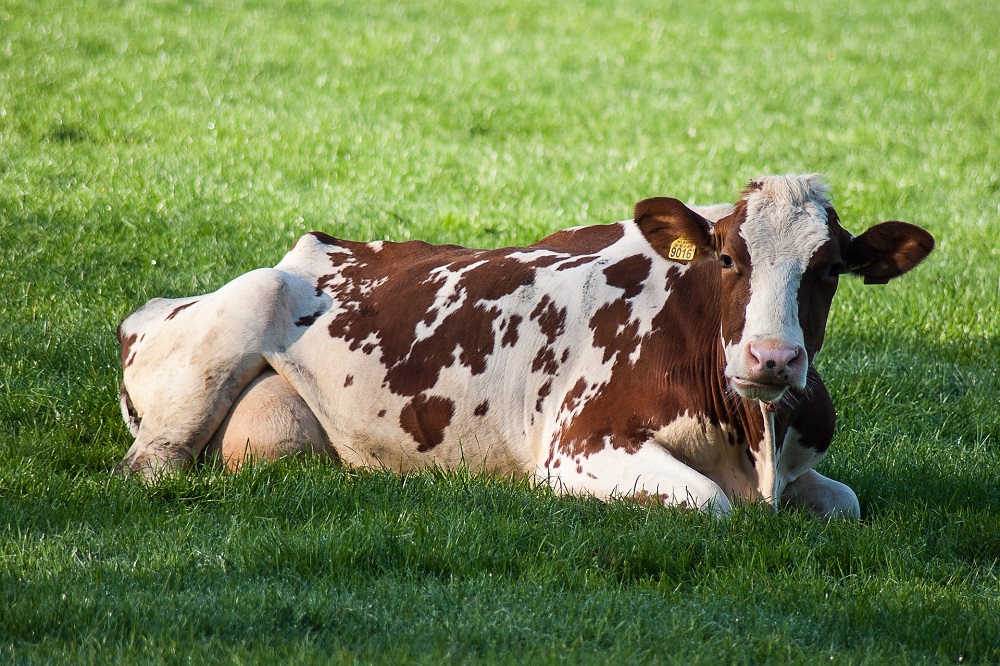 Leverbot ondanks extreme droogte