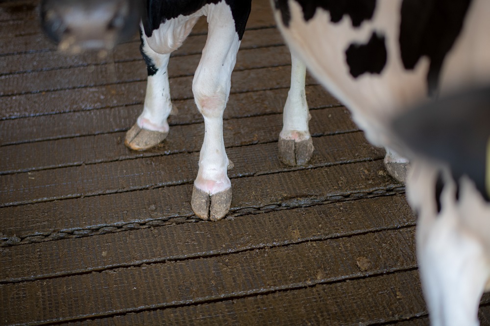 Subsidie voor brongerichte mestscheiding