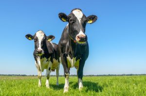 Dutch Dairy Challenge van start voor ondernemende melkveehouders