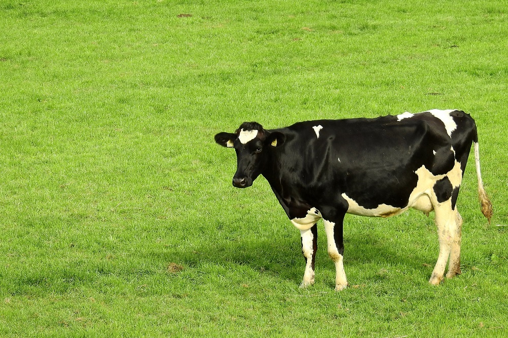 Aanvullende onderzoeken wintersteekproef IBR en leptospirose