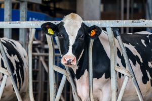 World Dairy Map: handelsstromen zuivel in kaart gebracht