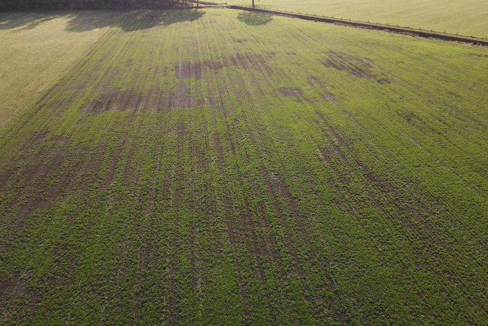 Nieuw ingezaaid gras verdwijnt als sneeuw voor de zon