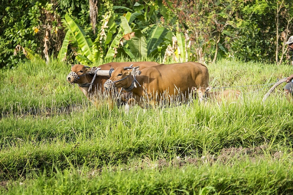 FrieslandCampina breidt uit in Indonesië