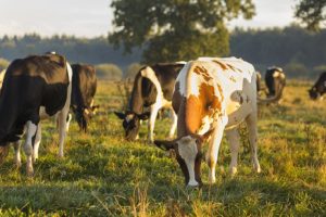 Alle kazen van CONO Kaasmakers nu GMO-vrij