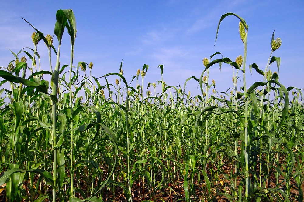 Teelt van sorghum volledig in eigen beheer