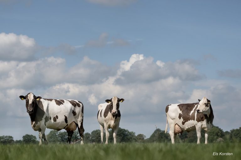 Crossbreeding voorlopig nog een nichemarkt