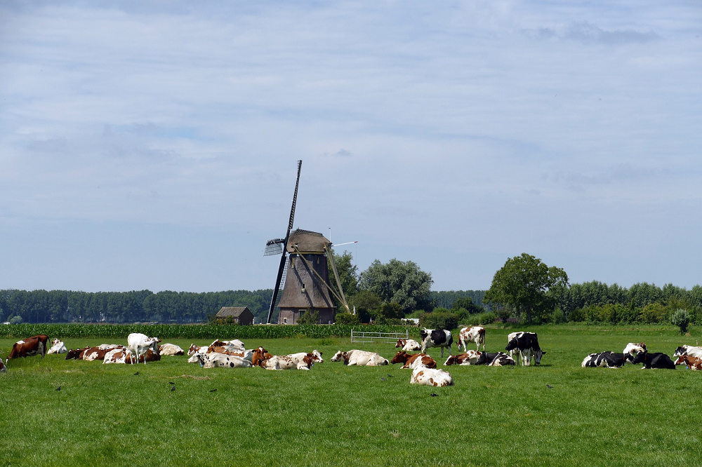 Zuivelketen boekt opnieuw vooruitgang bij verduurzaming