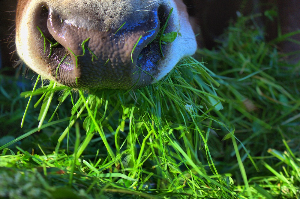 Grasmonitor: Eerste verse gras uitslag bekend