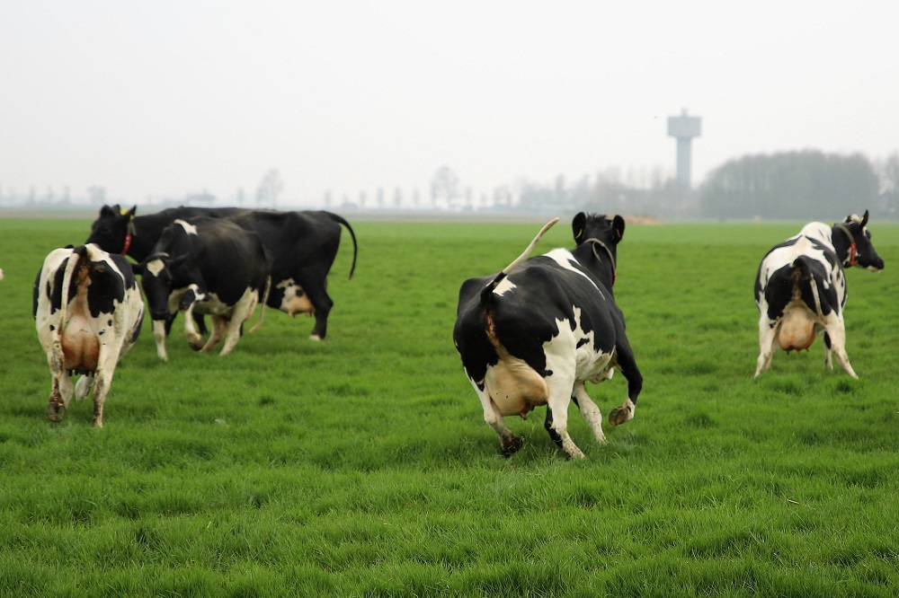 De Weideman: Met vroeg weiden nu bonusvoordeel