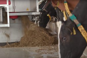 Frequent voeren heeft een positief effect op de diergezondheid