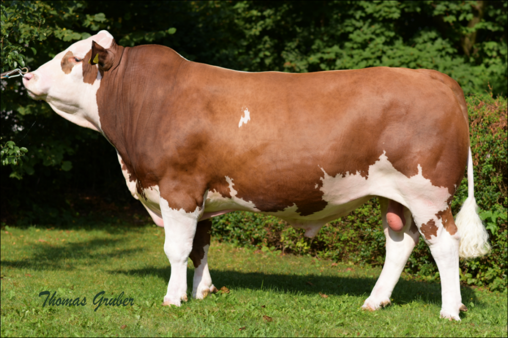 De stier Mahango is op dit moment een van de meest gevraagde Fleckviehstieren