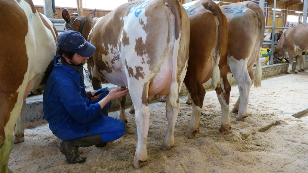 Fleckvieh fokvee op de veiling in Beieren. De kwaliteit is goed en de vraag stijgt.