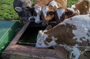 Tips bij het weiden van biologisch jongvee