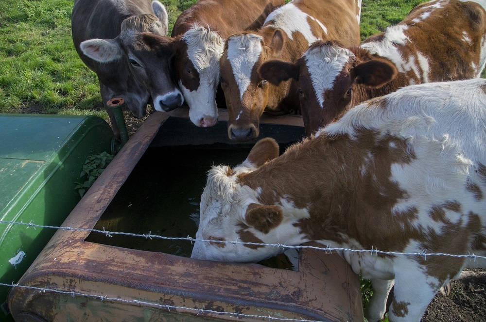 Tips bij het weiden van biologisch jongvee