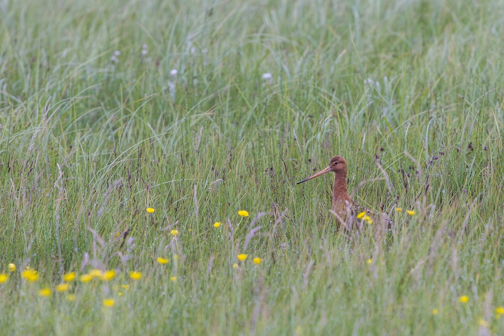 Daling stikstofdepositie leidt tot herstel biodiversiteit