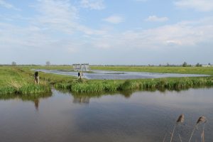 Overijsselse boeren verbeteren het leefgebied van weidevogels