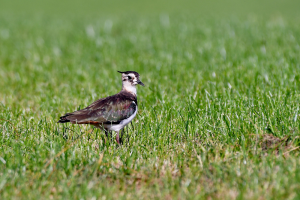 LTO Noord: Boeren zorgen voor weidevogels