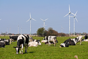 Hoe voorkom ik hittestress bij (biologisch) rundvee?