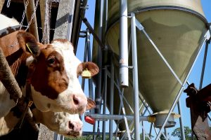 Veilig bewaren is veel besparen. Je doet je jezelf echt tekort als je nooit eens die silo reinigt