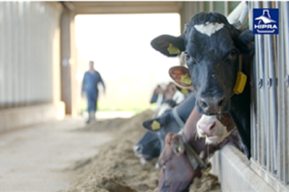 Weg met ernstige E.coli mastitis op uw bedrijf!