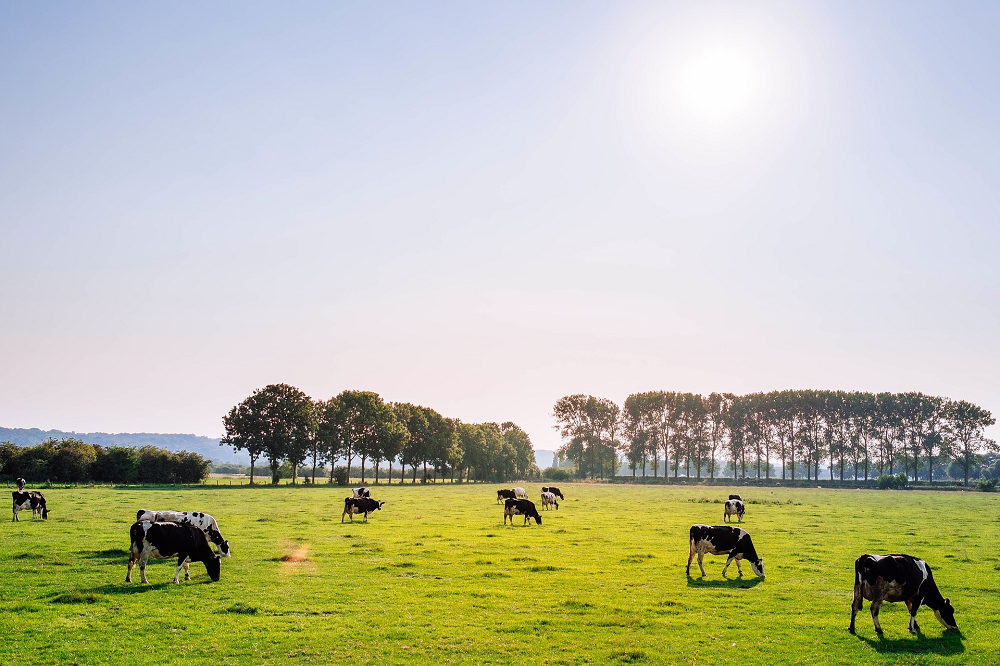 ''Weiden is zoveel mogelijk gras omzetten in melk''