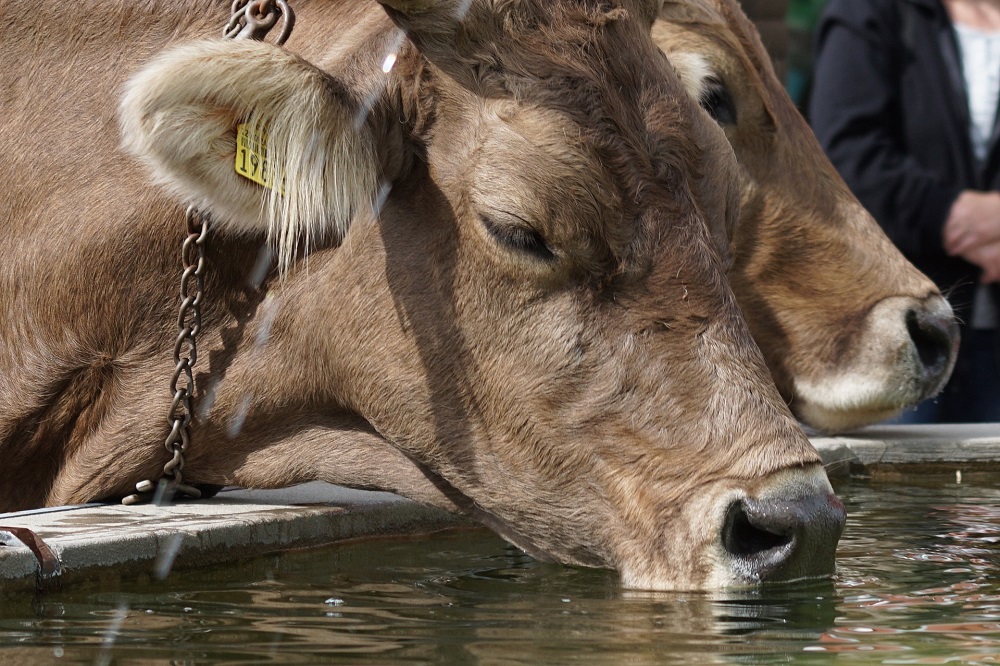 Tips voor watervoorziening bij hittestress