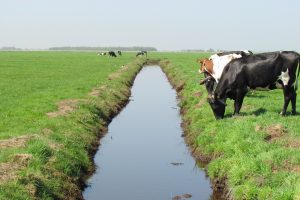 Voederwaarde weidegras staat onder druk