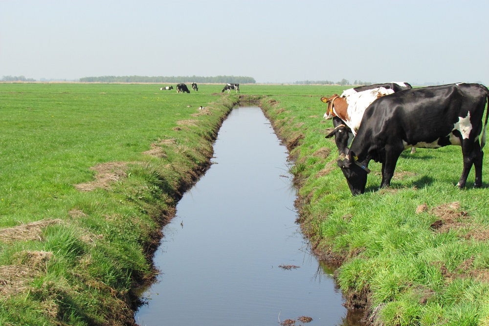 Voederwaarde weidegras staat onder druk