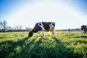 Problemen met de energiebalans? Tips voor de juiste aanpak!