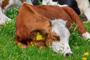 LTO: Aanpassingen Wet Dieren teleurstellend en zorgelijk