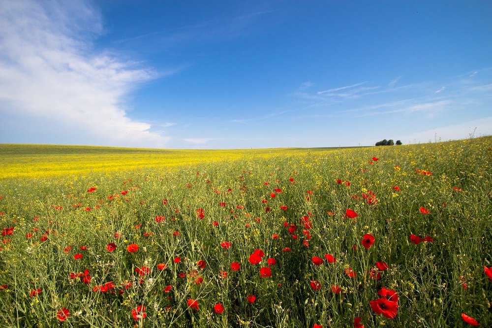 Coronasteunmaatregelen: tegemoetkoming voor land- en tuinbouw