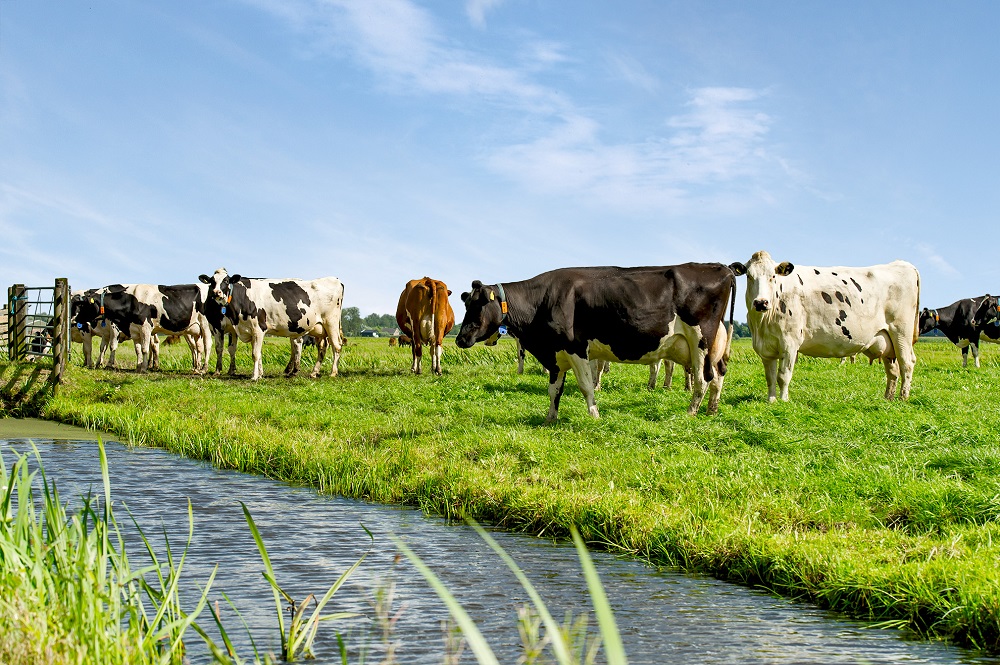 Hoe haal je voldoende eiwit uit ruwvoer? September is de tweede meimaand voor gras