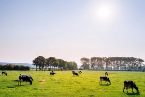 Biologisch melkvee