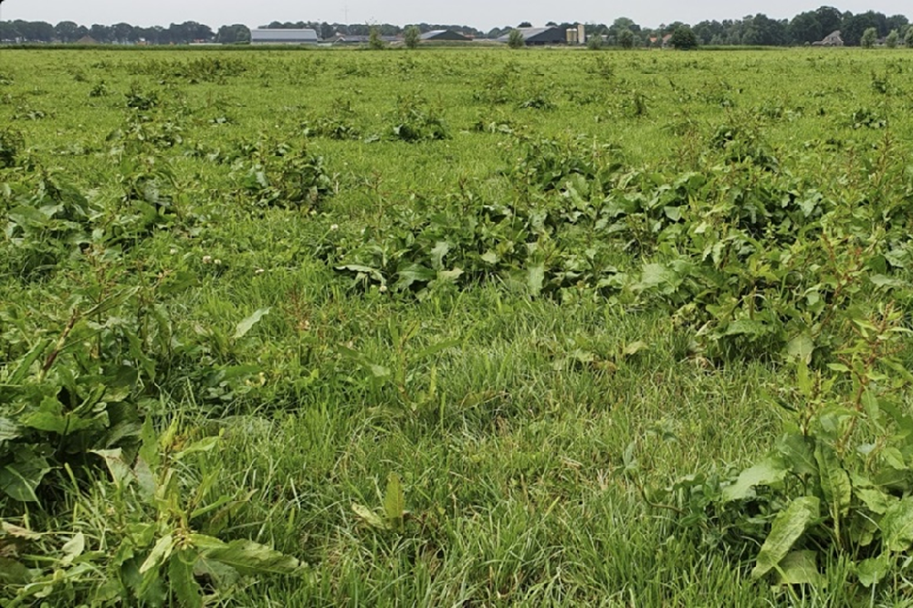 Actualiteiten onkruidsituatie in grasland